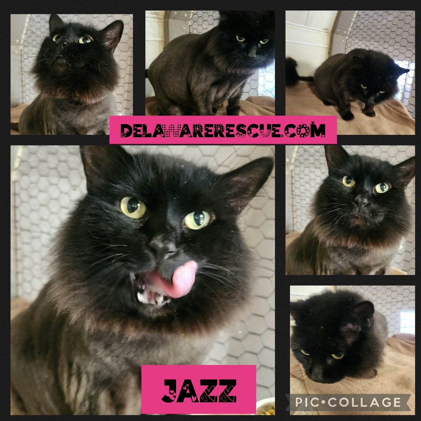 adoptable Cat in Seaford, DE named Jazz