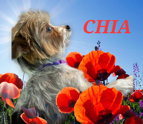 Chia