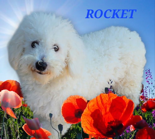 Rocket