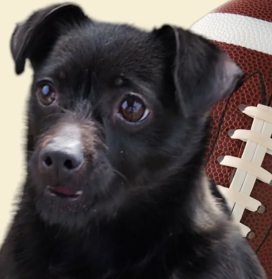 Mimi - Chihuahua