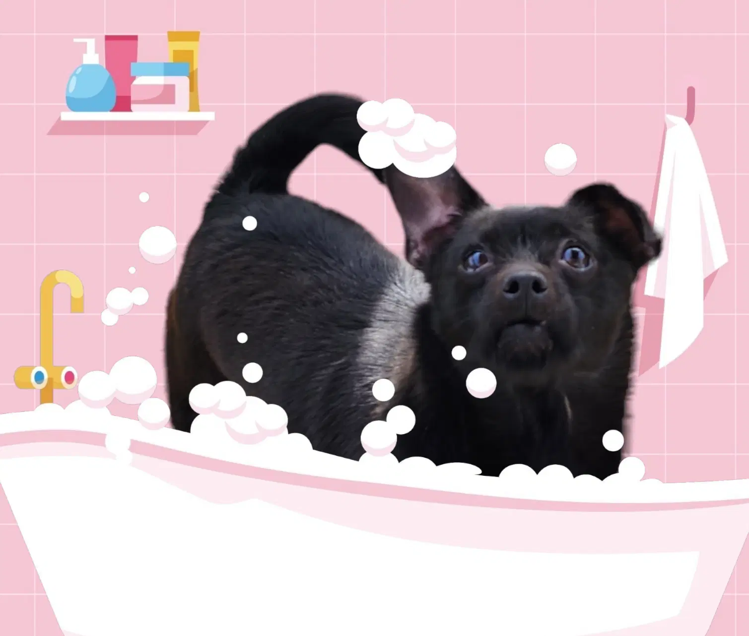 Mimi image 2