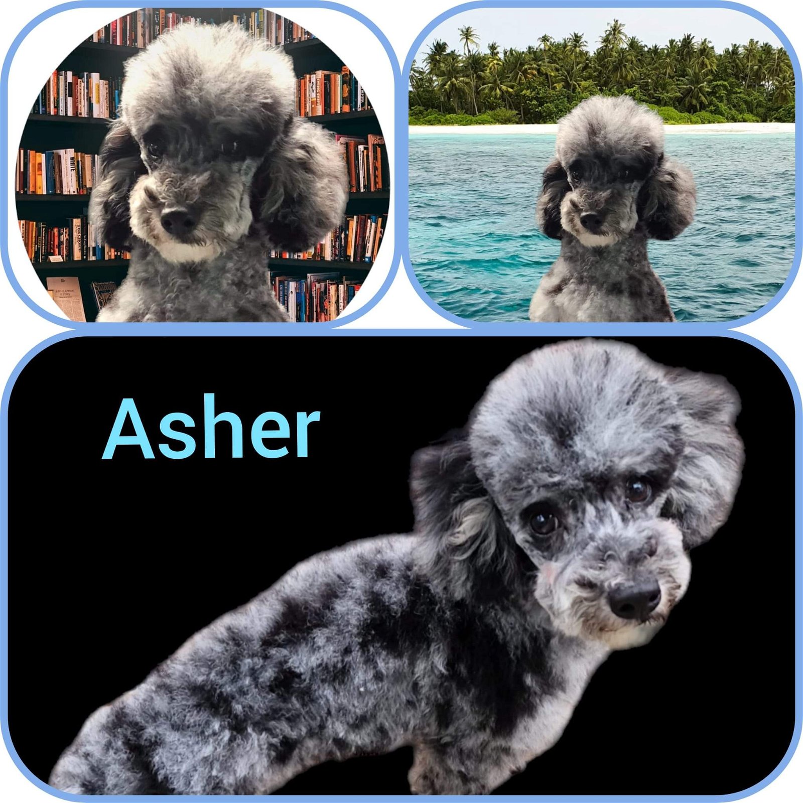 adoptable Dog in Seaford, DE named Asher