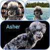 adoptable Dog in  named Asher