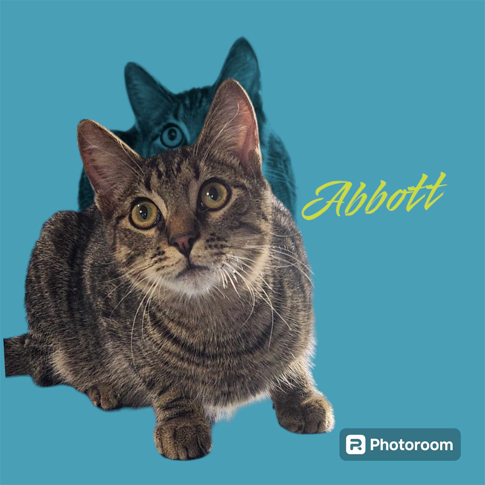 adoptable Cat in Seaford, DE named Abbott