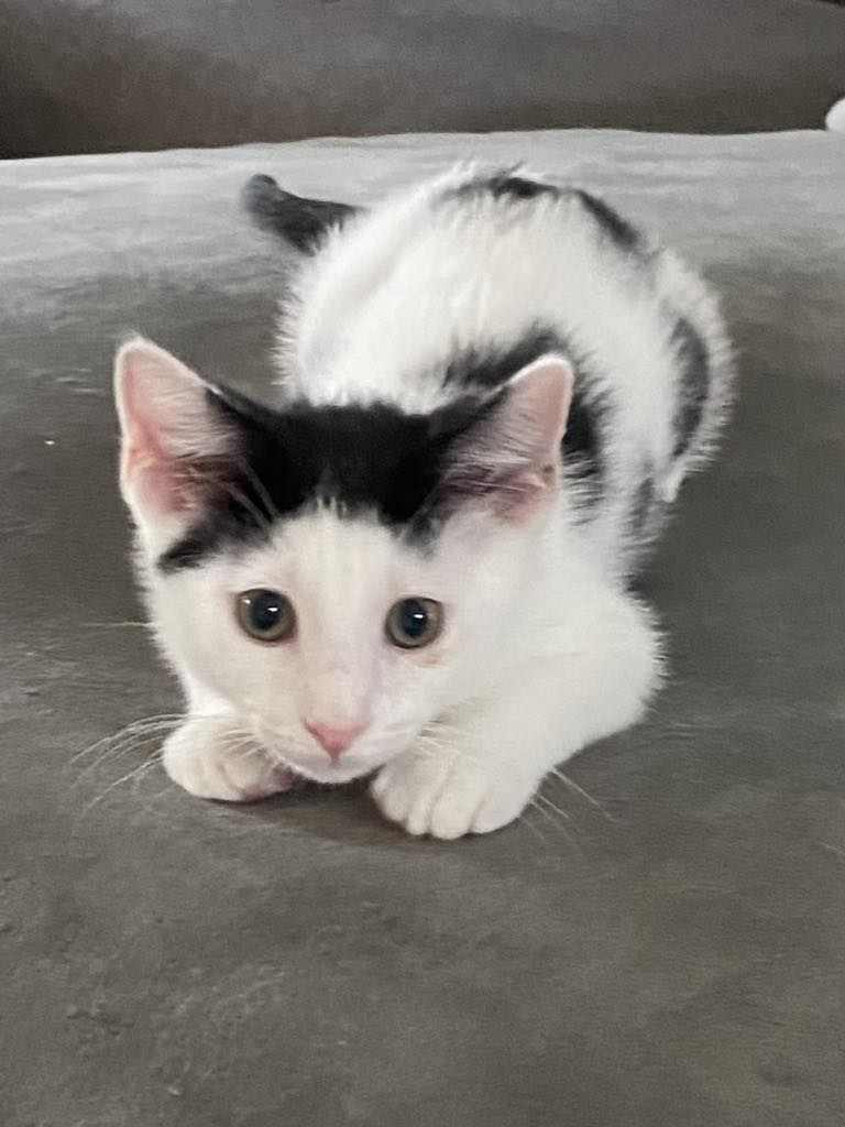 adoptable Cat in Seaford, DE named Cowcifur