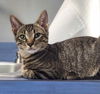 adoptable Cat in , DE named Elroy