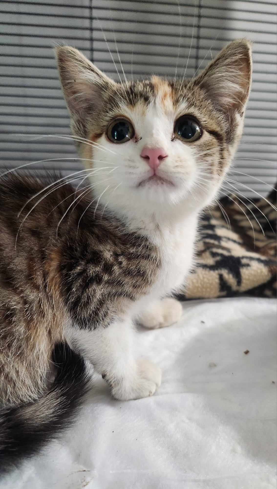 adoptable Cat in Seaford, DE named Dolly