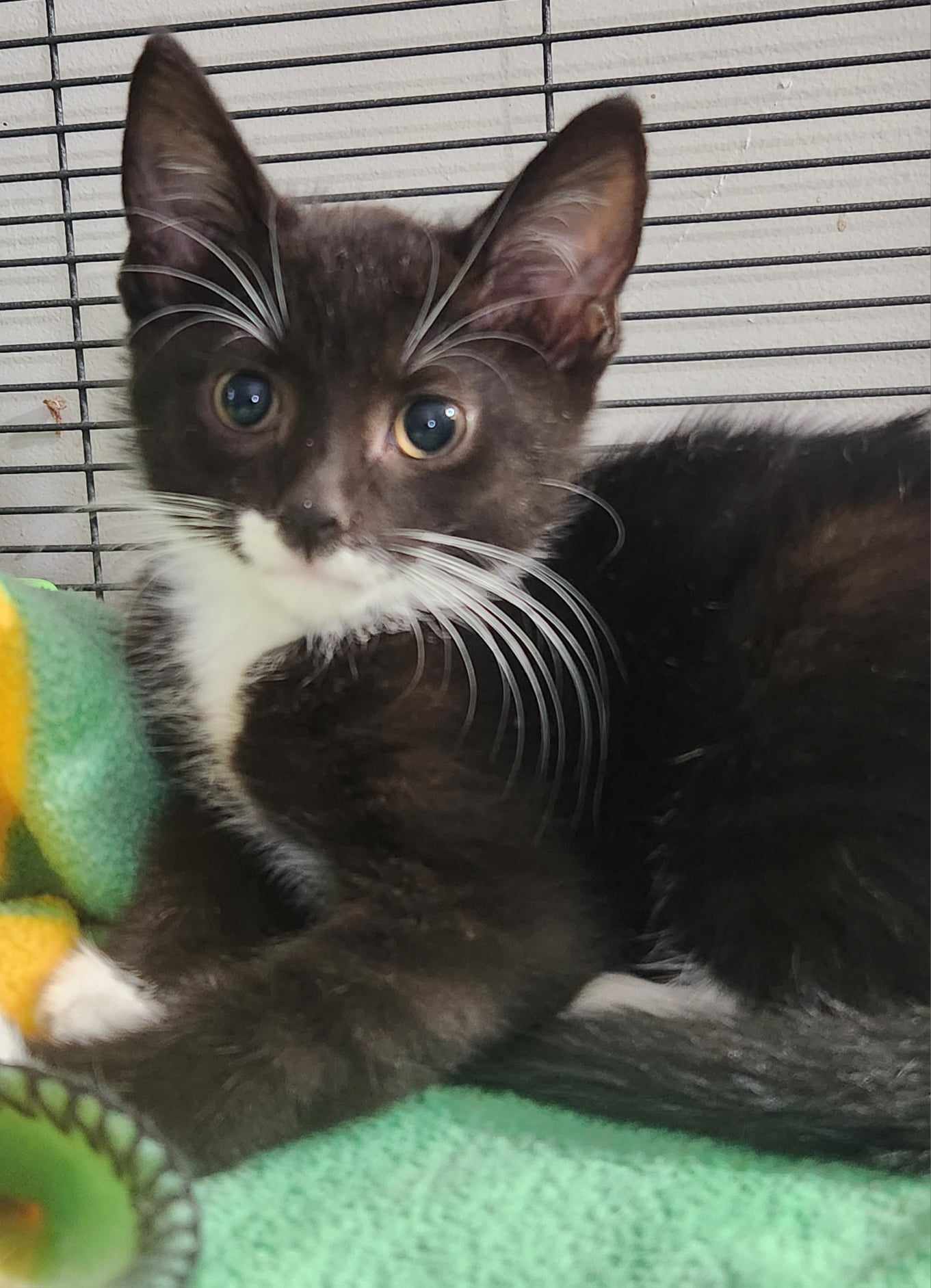 adoptable Cat in Seaford, DE named Stephan