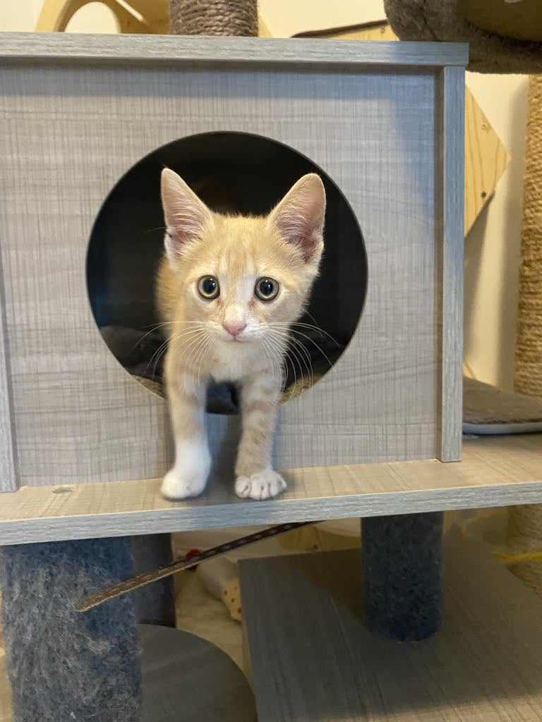 adoptable Cat in Seaford, DE named Honey Dip