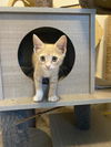 adoptable Cat in , DE named Honey Dip