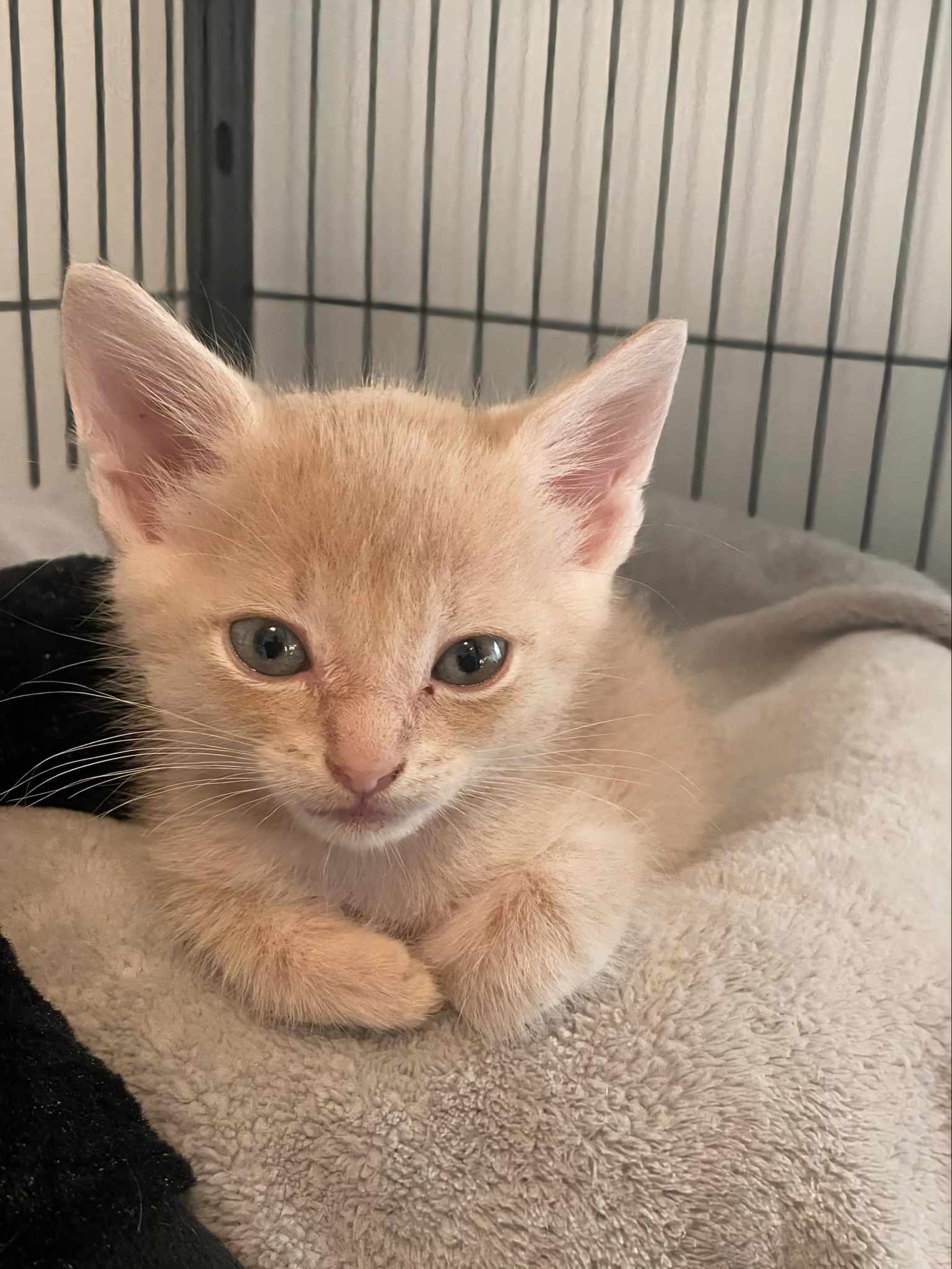 adoptable Cat in Seaford, DE named Zephyr