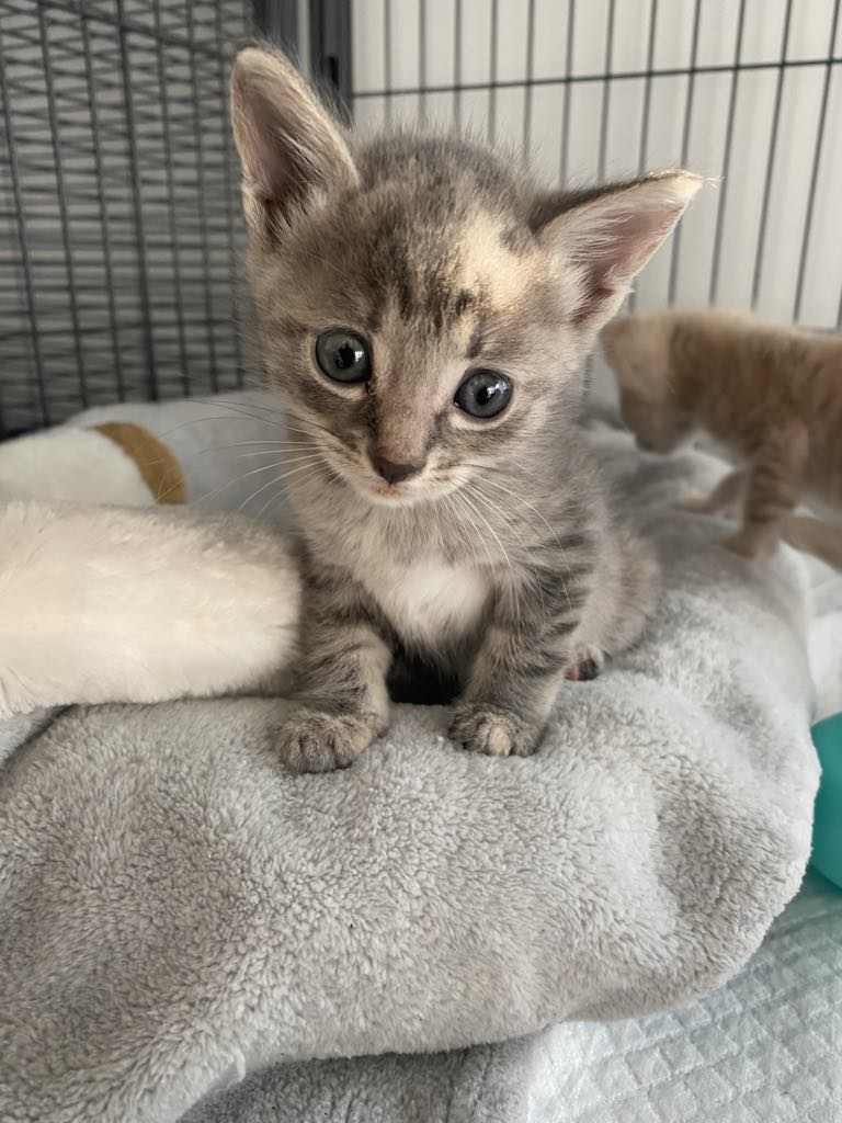 adoptable Cat in Seaford, DE named Zola