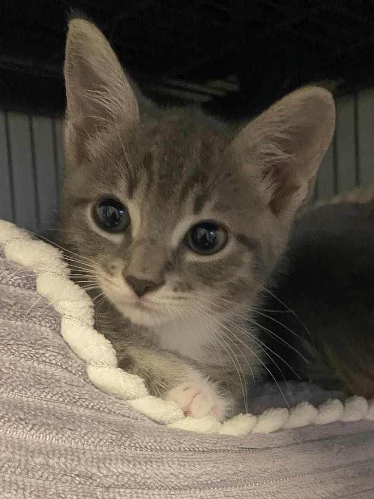 adoptable Cat in Seaford, DE named Zaria