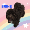 Brine