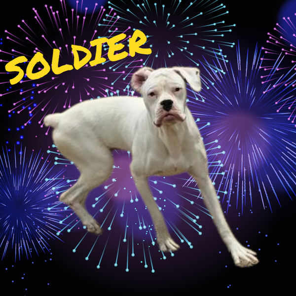 Soldier