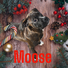 Moose