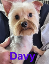 Davy