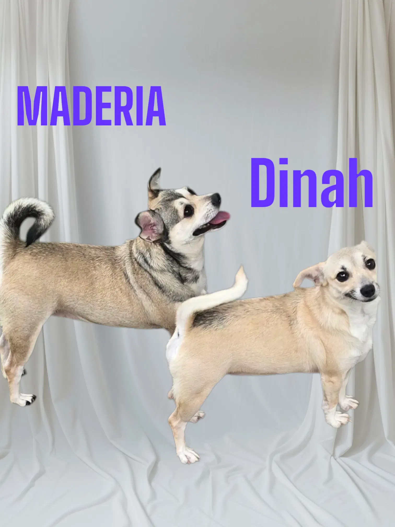 Maderia  Dinah - Chihuahua