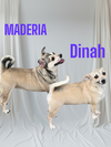 Maderia &  Dinah