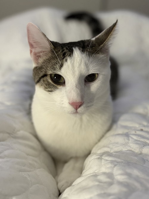 Archimedes