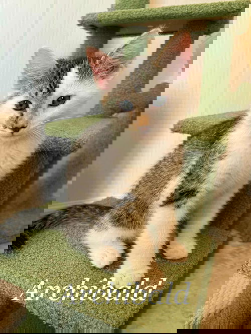 Archibald