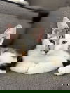 Archibald