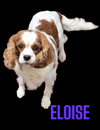Eloise