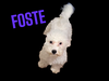 Foste