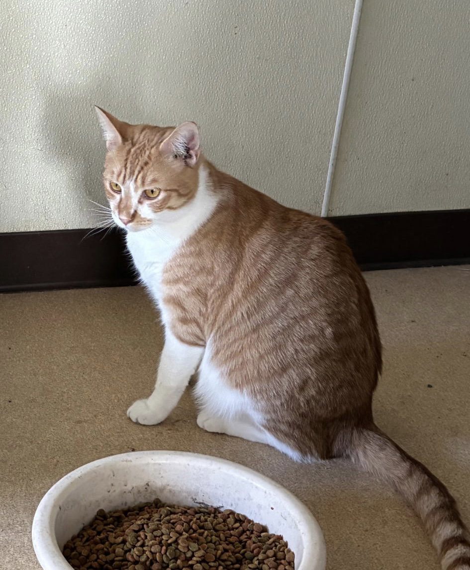 Artemis
