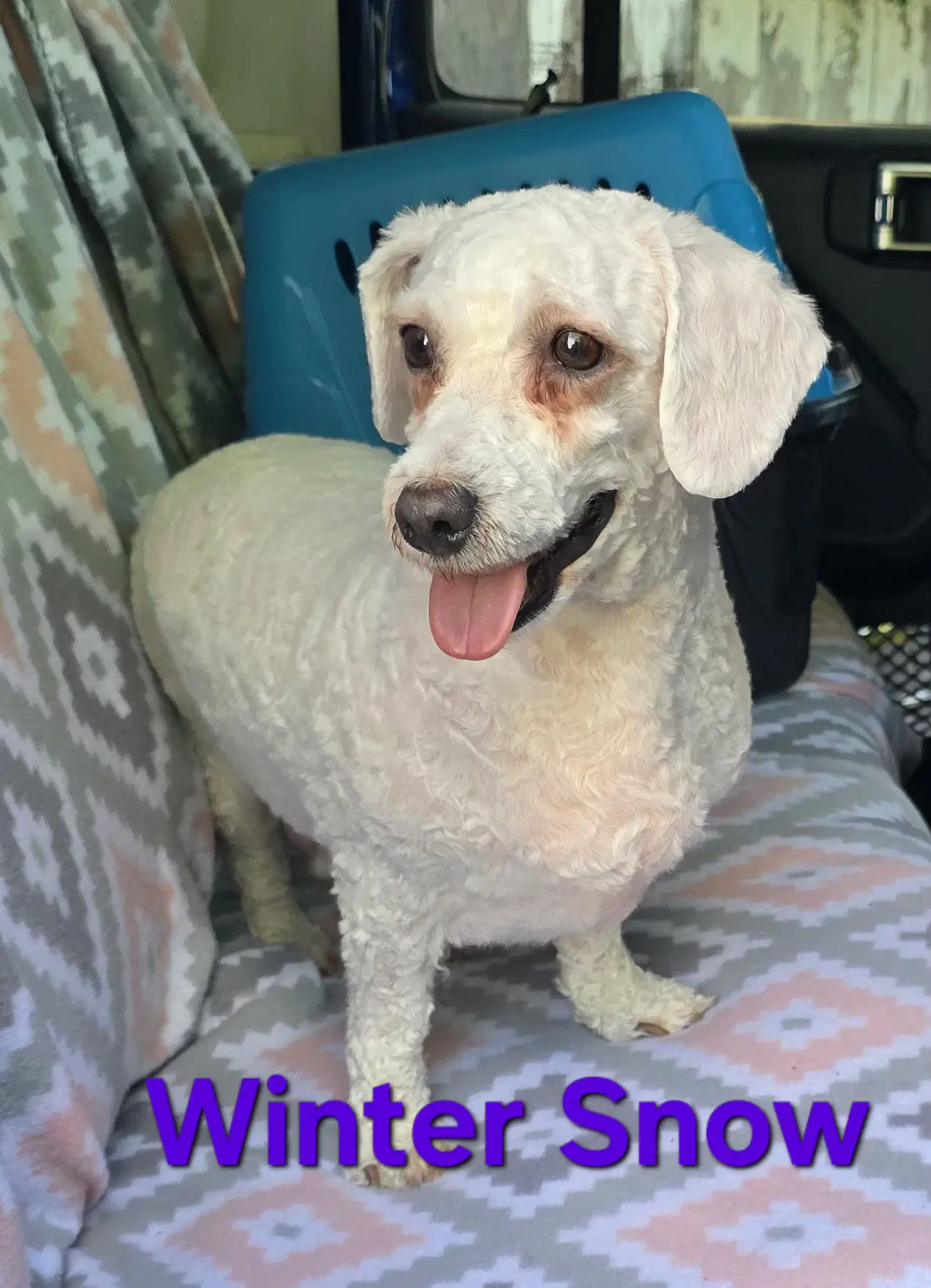 Winter Snow - Bichon Frise