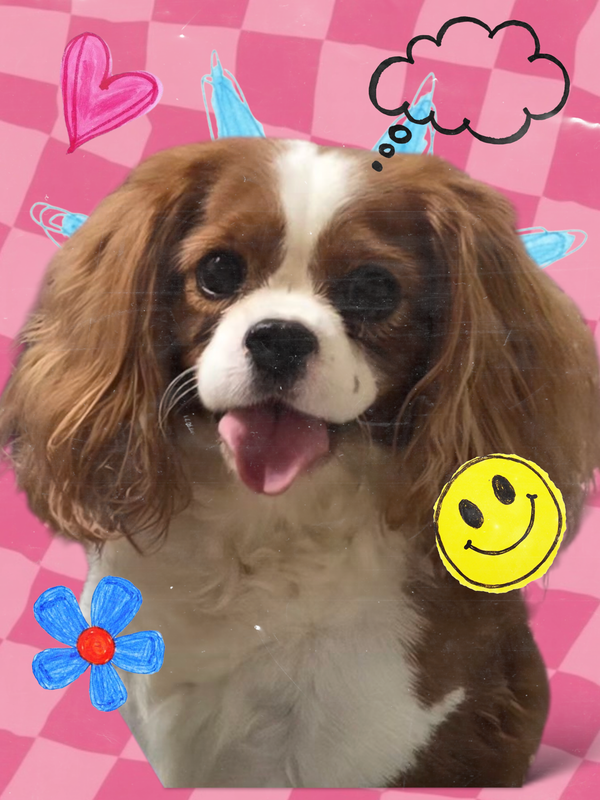 Cinnie. PENDING ADOPTION