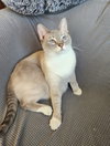 Tesla PENDING ADOPTION