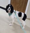 Rune. PENDING ADOPTION