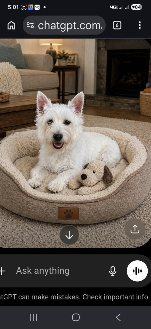 Sophia, an adoptable West Highland White Terrier Westie in Seaford, DE