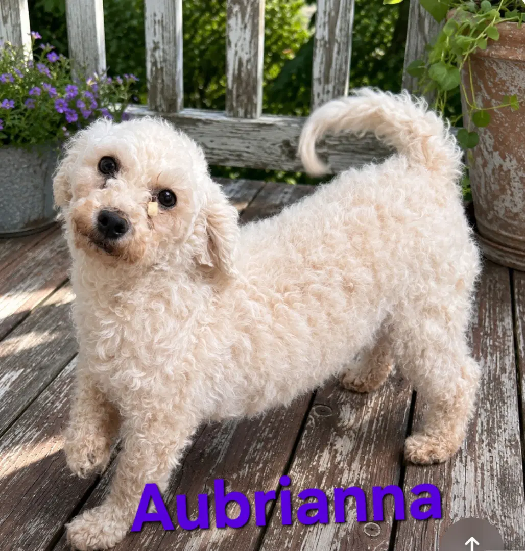 Aubrianna - Bichon Frise