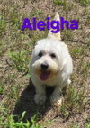 Aleigha