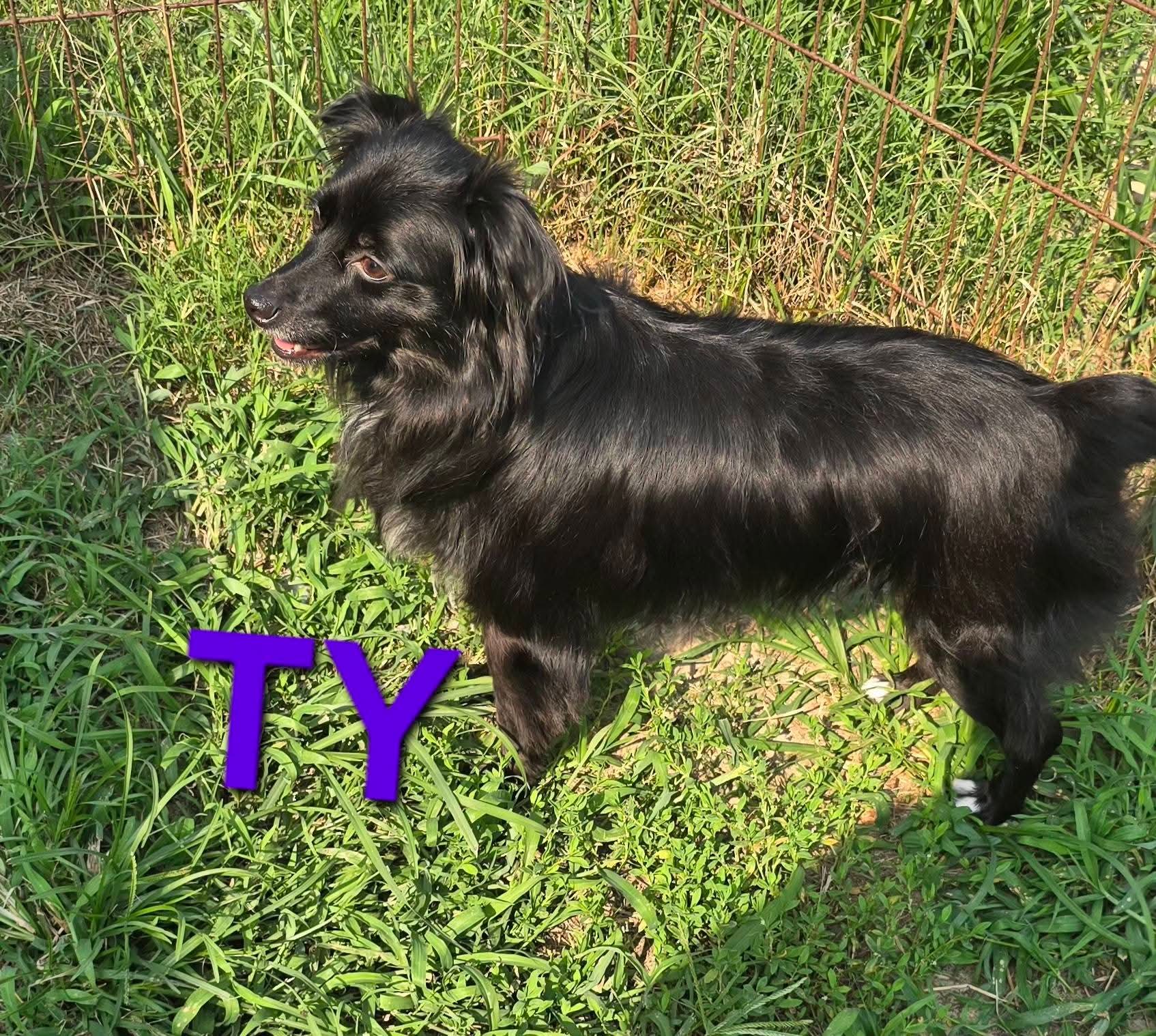Ty - Australian Shepherd