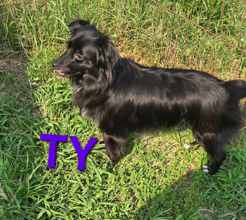 Ty