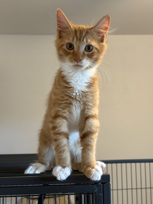 Soren, a cat for adoption from Whimsical Animal Rescue, Inc. of Sussex County Animal Association