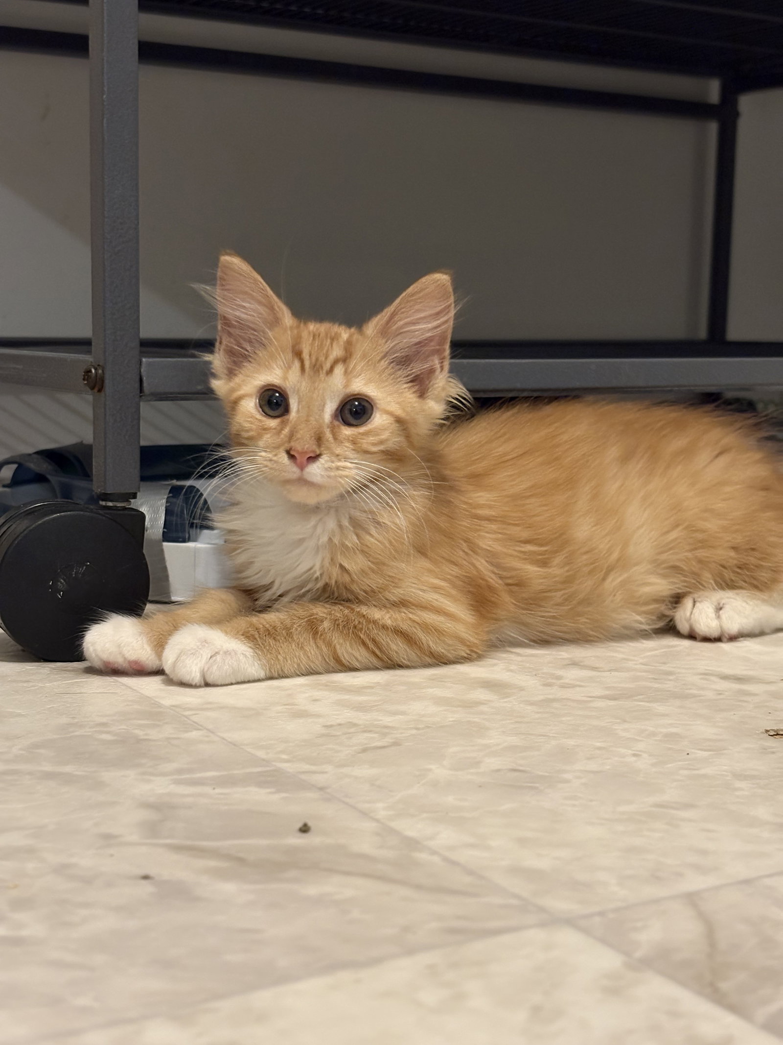 Soolya, Domestic Medium Hair