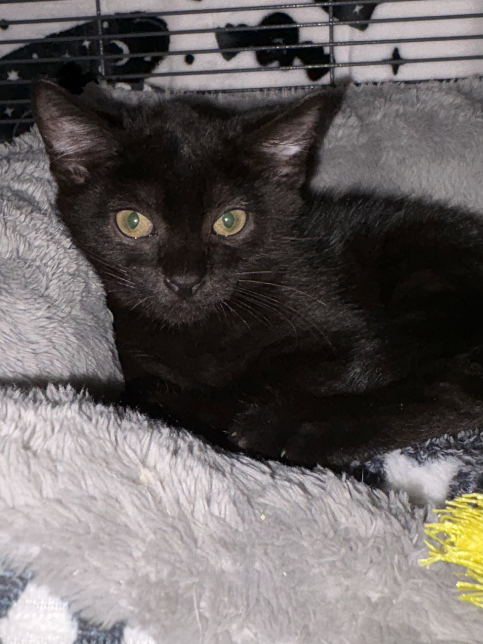 Coraline, Domestic Short Hair