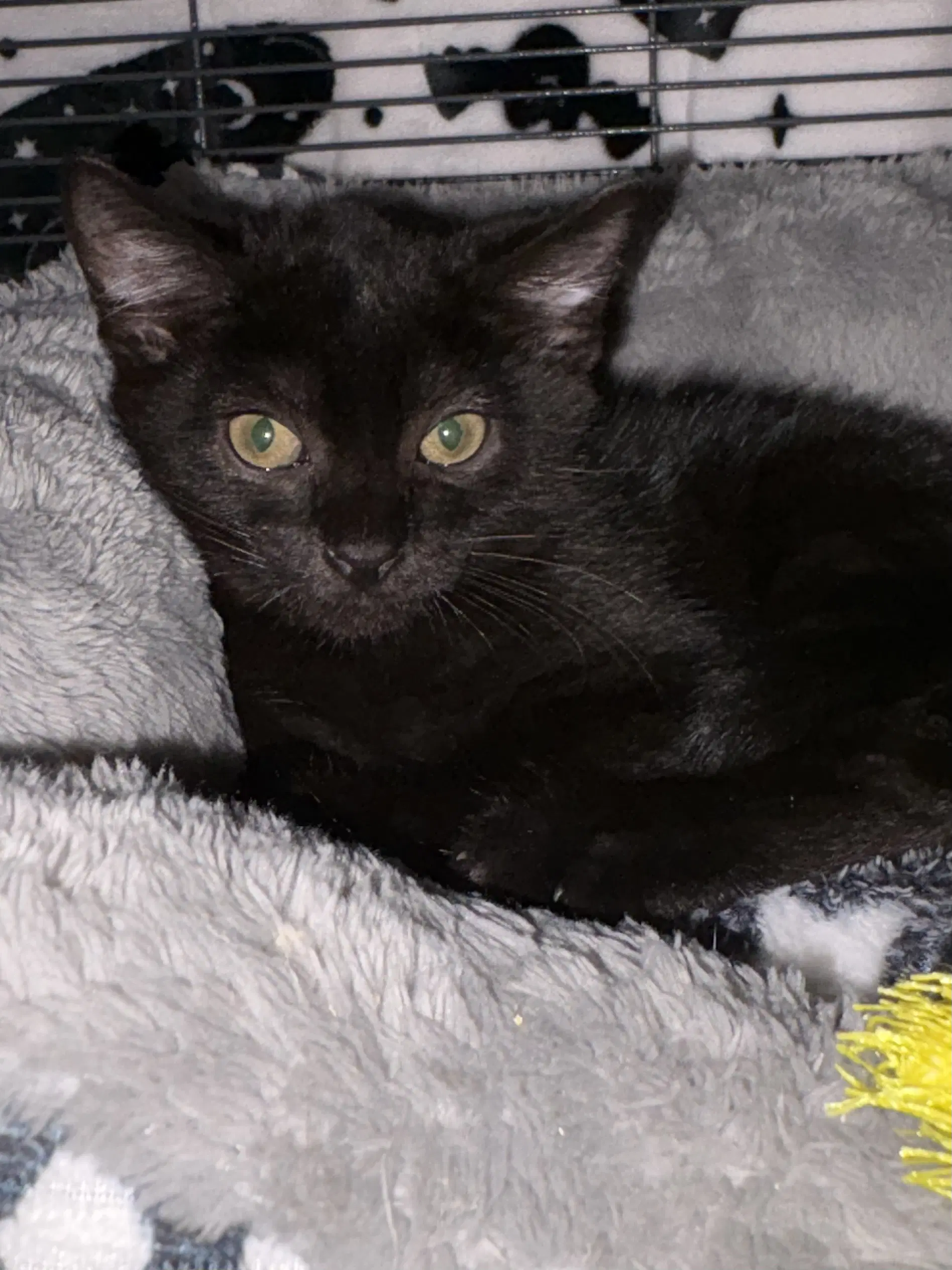 Coraline - Domestic Short Hair