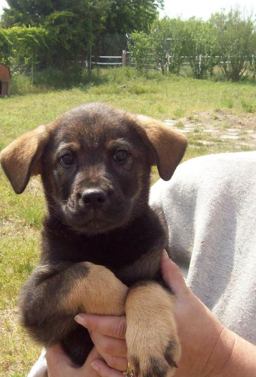 male shep mix pup