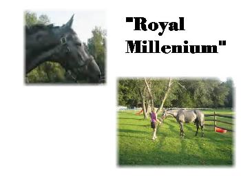 Royal Millenium