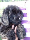 Colby