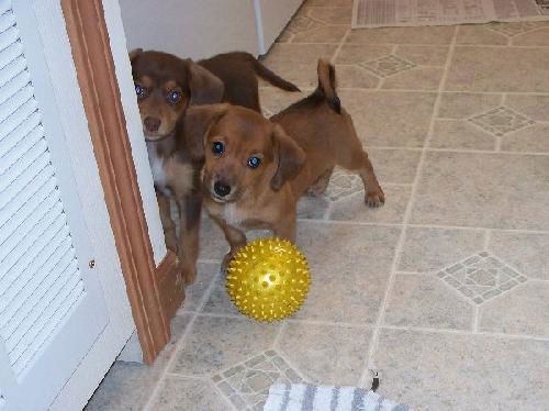 Doxie Sisters