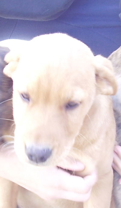 Cody