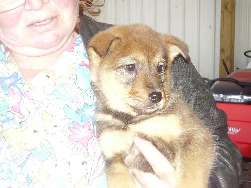 2  female pups