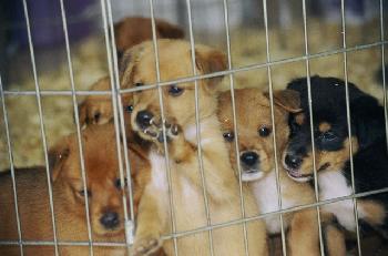 COLLIE MIX PUPS