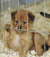 COLLIE MIX PUPS